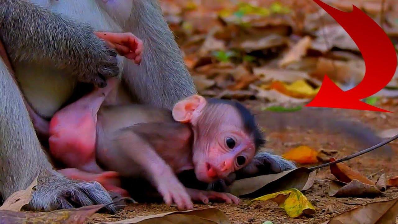 Poor Baby Monkey Cries Loudly Feel Sleep, But Mom Ignoring And Let Sleeps Instead of Giving Milk.