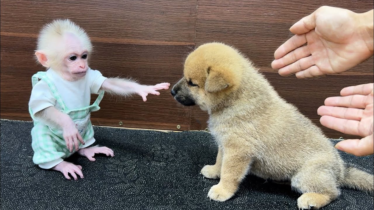 baby monkey Xuka’s reaction when he discovered the presence of a puppy in his house